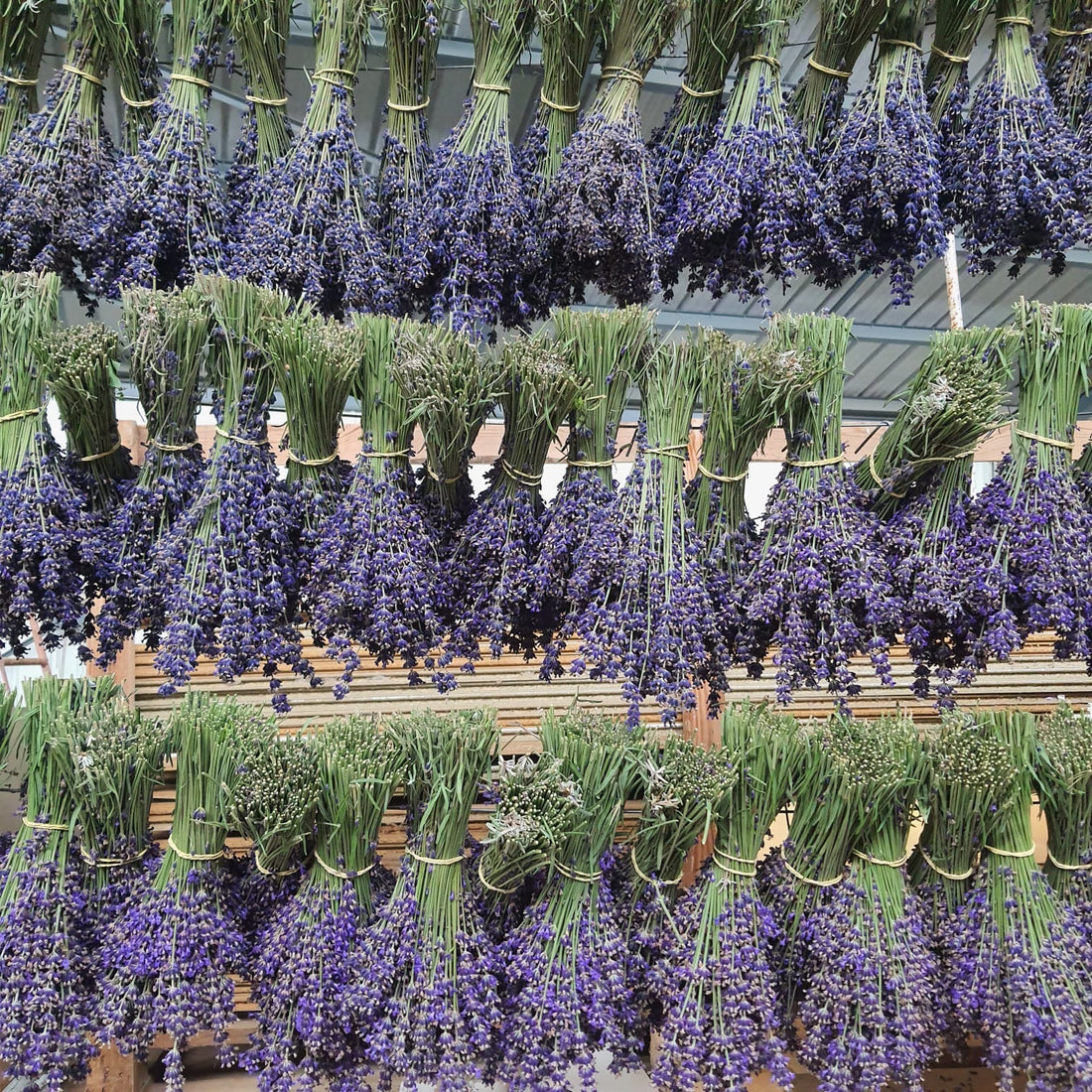Bouquet de lavande fine super bleu