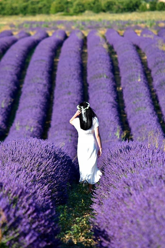 Comment Démarre la Saison pour Récolter la Lavande en Provence ?